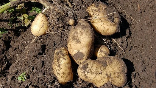 Čerstvé brambory vykopané z hlíny s kořeny.