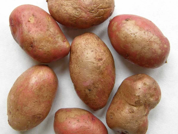 Skupina brambor s prasklinami na bílém pozadí.