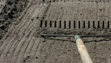 Zahrádkářská motyka na připravené zemi pro výsadbu mrkve.