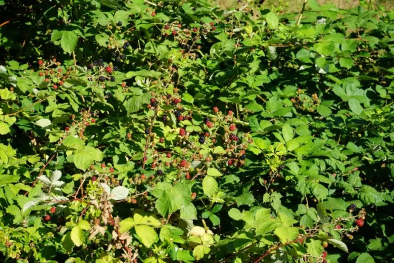 Houština ostružin s plody rostoucimi na keři ve zahradě.