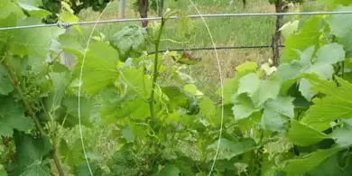 Vinná réva na drátovém systému pro tvarování v sadu.