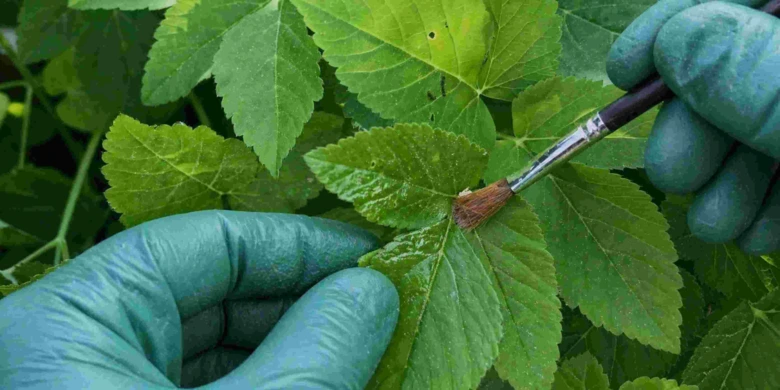 Ruční aplikace herbicidu na list maliny štětcem.