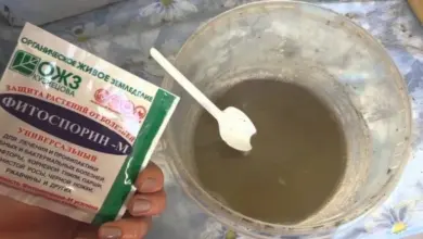 Rozpouštění přírodního přípravku Fitosporin M v misce.