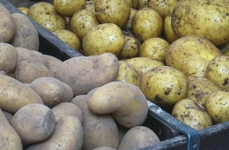 Světle žluté brambory s hlínou v bednách po sklizni.
