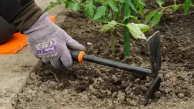 Ruka s rukavicí pěstuje rostliny v zahradě.