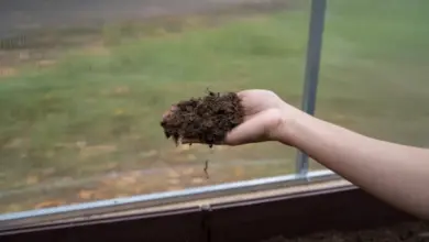 Ruka drží hnojivo ve skleníku s venkovním pozadím.