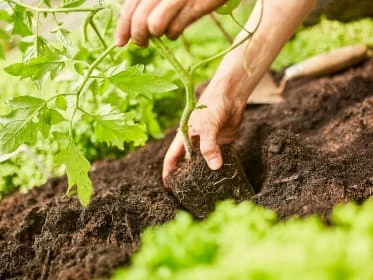 Planting vegetable seedling