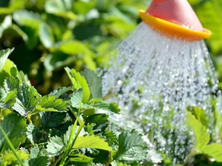 Zálivka jahod rostlin v zahradě s vodou z rozprašovače.