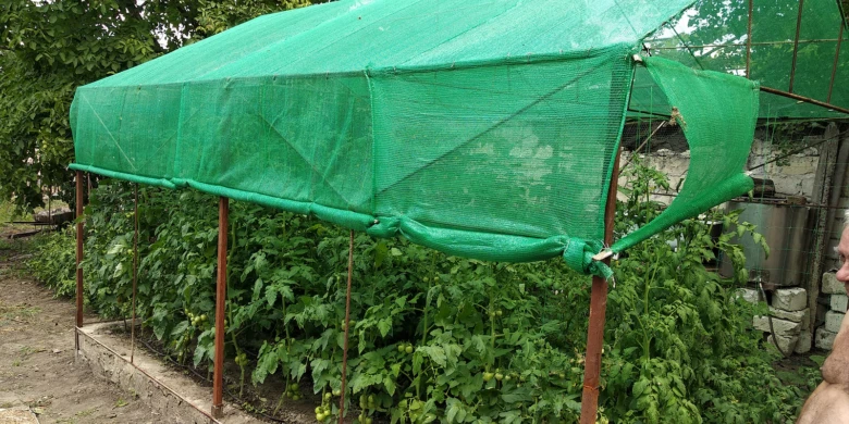 Skleník s rajčaty pod zelenou ochrannou síťovinou