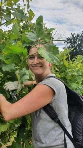 Žena řezá vinnou révou na vinici.