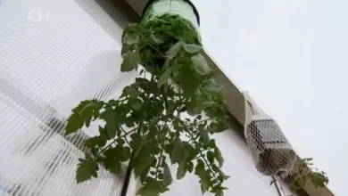 Rajčata rostoucí vzhůru nohama z visícího kontejneru.