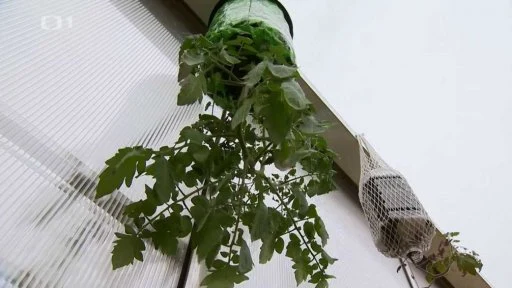 Rajčata rostoucí vzhůru nohama z visícího kontejneru.