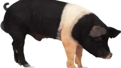 Prase s černobílou srstí jako příklad chlupatého plemene.