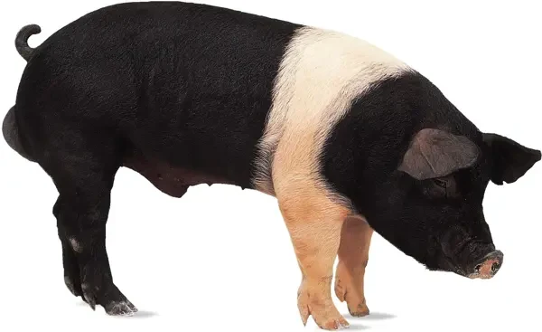 Prase s černobílou srstí jako příklad chlupatého plemene.