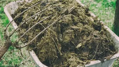 Horse manure in wheelbarrow