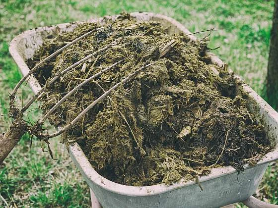 Horse manure in wheelbarrow