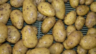 Brambory s tmavými skvrnami způsobenými škůdci nebo chorobou.