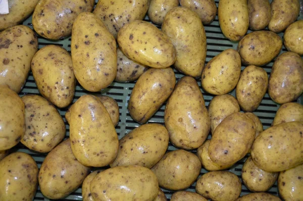 Brambory s tmavými skvrnami způsobenými škůdci nebo chorobou.