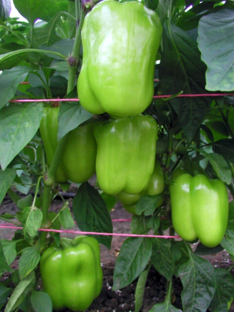 Green bell peppers on plant