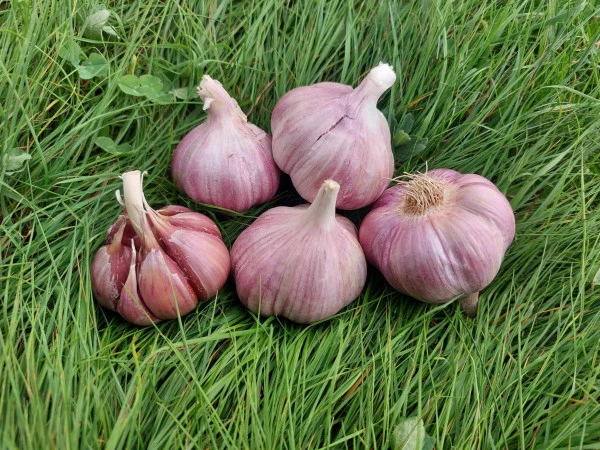Pět hlaviček česneku leží na zelené trávě.