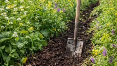 Shovel in garden bed
