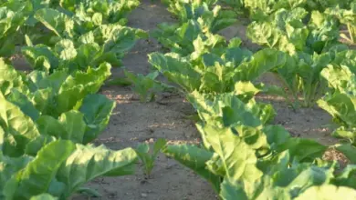 Feed beet crop rows