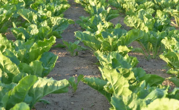 Feed beet crop rows