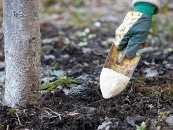 Ruka s rukavicí zasazuje mladý stromek do půdy.
