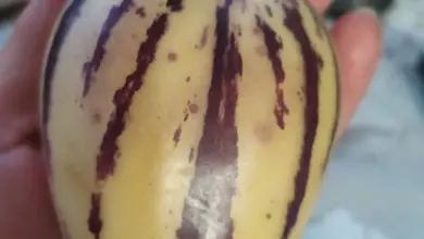 Zralé žluté ovoce pepina s fialovými pruhy v ruce.