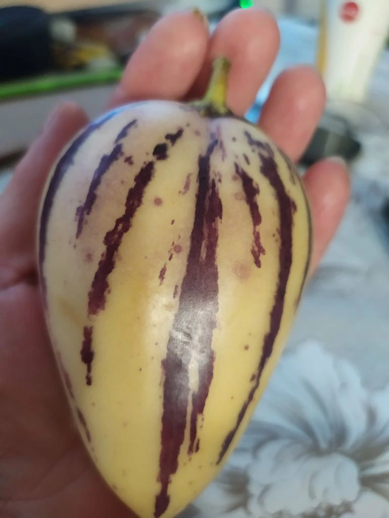 Zralé žluté ovoce pepina s fialovými pruhy v ruce.
