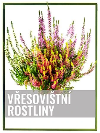 Květinová vazba vřesovištních rostlin na bílém pozadí.