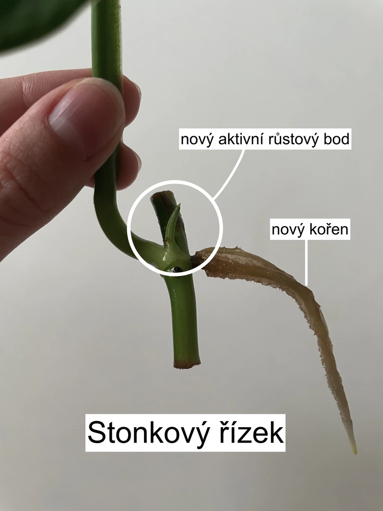 Zelená řízka s novými kořeny a aktivním růstovým bodem.