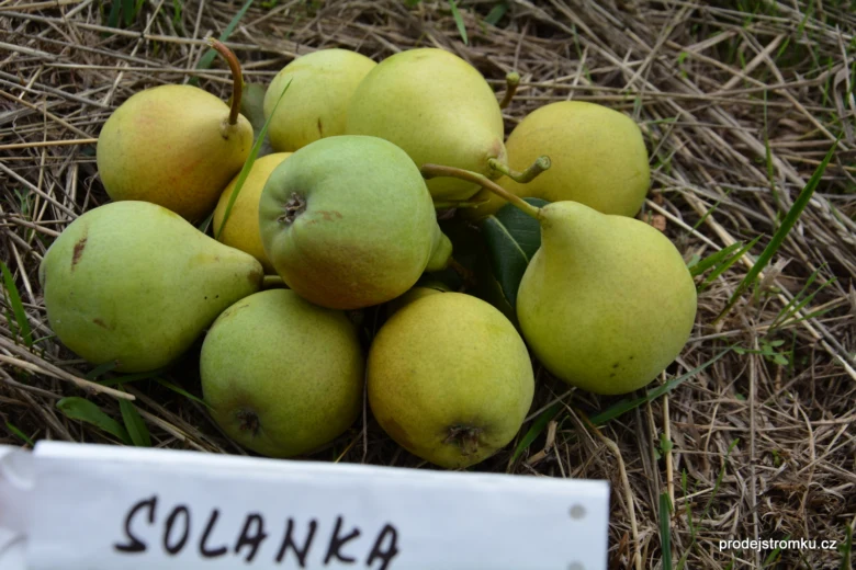 Hrušky Solanka ležící na trávě s bílým štítkem